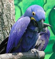 Image of: Anodorhynchus hyacinthinus (hyacinth macaw)