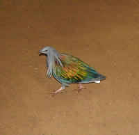 Image of: Caloenas nicobarica (Nicobar pigeon)