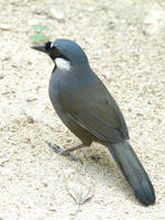 Image of: Garrulax chinensis (black-throated laughing-thrush)