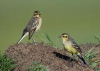 Image of: Motacilla citreola (citrine wagtail)