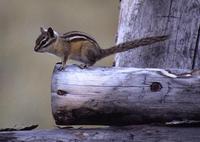 Tamias amoenus - Yellow-pine Chipmunk