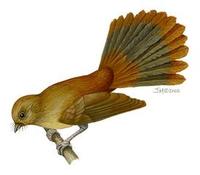 Image of: Rhipidura brachyrhyncha (dimorphic fantail)