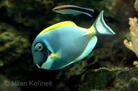 Acanthurus leucosternon - Powder Blue Tang