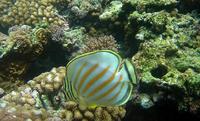 Chaetodon ornatissimus - Ornate Butterflyfish