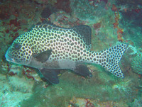 Plectorhinchus chaetodonoides - Brownkelly