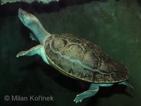 Batagur baska - Common River Terrapin