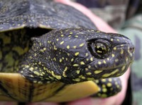 Emys orbicularis - European Pond Turtle