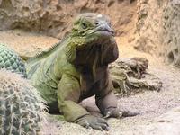 Cyclura cornuta - Horned Ground Iguana