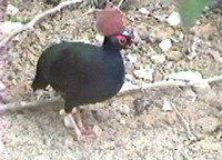 Crested Partridge - Rollulus rouloul