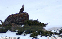 Himalayan Snowcock - Tetraogallus himalayensis