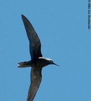 Lesser Noddy - Anous tenuirostris