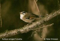 Rufous-winged Fulvetta - Alcippe castaneceps