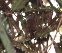 Matinan Flycatcher - Cyornis sanfordi