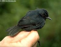 'Mindanao' Shortwing - Brachypteryx sp.