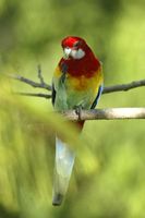 Eastern Rosella