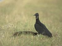 Black Vulture (Coragyps atratus) photo