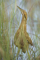 American Bittern (Botaurus lentiginosus) photo