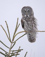 Great Gray Owl (Strix nebulosa) photo