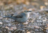 Rusty Blackbird (Euphagus carolinus) photo