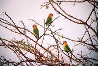 Fischer's Lovebird - Agapornis fischeri