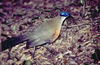 Giant Coua - Coua gigas