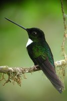 Collared Inca - Coeligena torquata