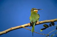 Madagascar Bee-eater - Merops superciliosus