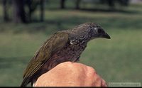 Scaly-throated Honeyguide - Indicator variegatus