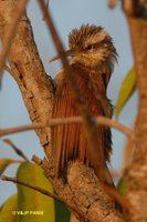 Narrow-billed Woodcreeper - Lepidocolaptes angustirostris