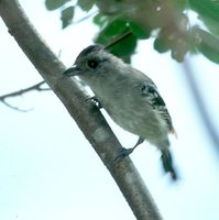 Planalto Slaty-Antshrike - Thamnophilus pelzelni