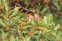 Three-striped Flycatcher - Conopias trivirgata