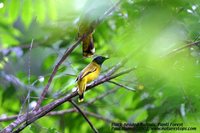 Black-headed Bulbul - Pycnonotus atriceps