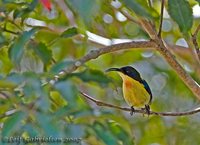 Metallic-winged Sunbird - Aethopyga pulcherrima