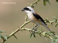 Bay-backed Shrike - Lanius vittatus