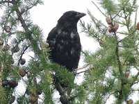 Carrion Crow - Corvus corone