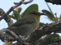 Kauai Amakihi - Hemignathus kauaiensis