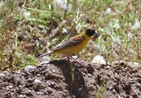 Black-headed Bunting - Emberiza melanocephala