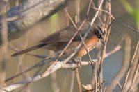 Black-and-rufous Warbling-Finch - Poospiza nigrorufa