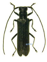 먹당나귀하늘소 - Eumecocera callosicollis