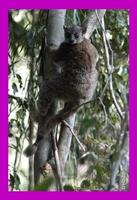 Northern Sportive Lemur (Lepilemur septentrionalis)