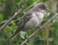 Barred Warbler