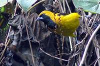 Yellow-backed Oriole