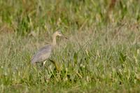 Whistling  heron   -   Syrigma  sibilatrix   -   Airone  fischiatore