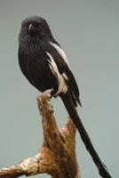 Magpie Shrike