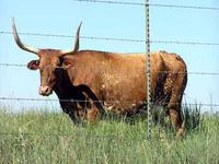 Image of Texas Longhorn