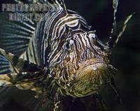 Brown Lionfish stock photo