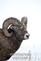 Bighorn Sheep 89 stock photo