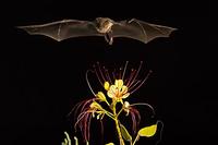 Lesser Long-nosed Bat ( Leptonycteris curasoae ) Endangered species Mesquite Branch ( Prosopis p...