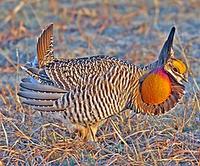 ... Grousequest' is hard to beat! This is a Greater Prairie-Chicken (Mark Beaman)