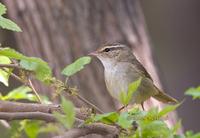 Radde's warbler C20D 03994.jpg